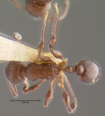 Media type: image; Entomology 22413   Aspect: habitus dorsal view